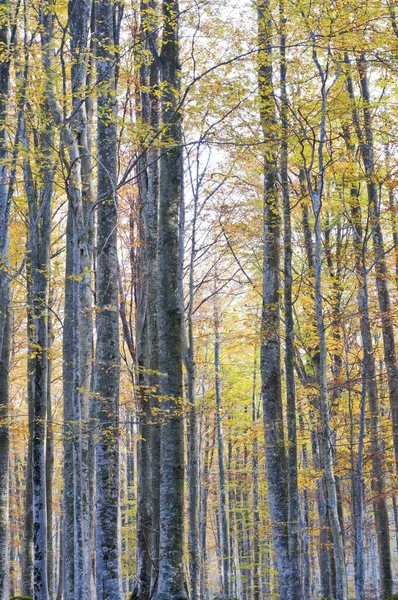 Monte Amiata, Tuscany, İtalya 'da Kayın Ormanı (Fagus sylvatica).