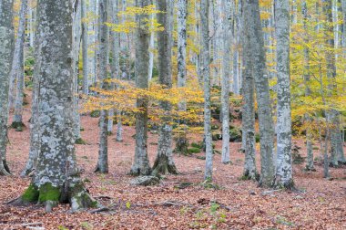 Monte Amiata, Tuscany, İtalya 'da Kayın Ormanı (Fagus sylvatica).
