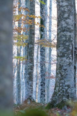 Monte Amiata, Tuscany, İtalya 'da Kayın Ormanı (Fagus sylvatica).