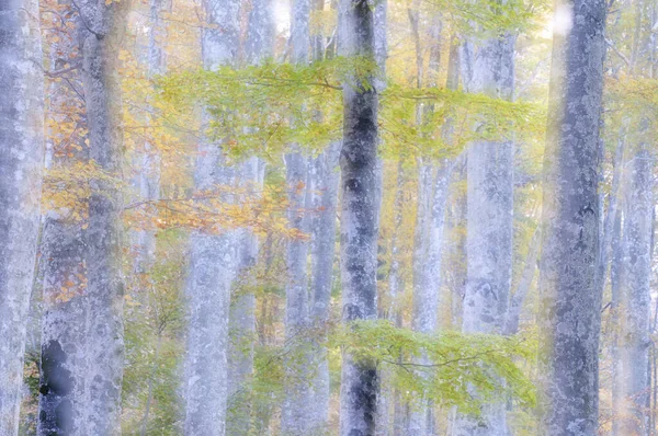Monte Amiata, Tuscany, İtalya 'da Kayın Ormanı (Fagus sylvatica).