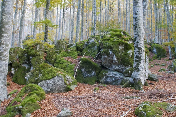 Bokskog Fagus Sylvatica Med Trakytbergarter Vid Monte Amiata Toscana Italien — Stockfoto