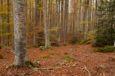 Monte Amiata, Tuscany, İtalya 'da Trachyte kayaları ile Beech Ormanı (Fagus sylvatica).