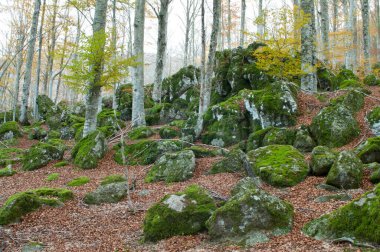 Monte Amiata, Tuscany, İtalya 'da Trachyte kayaları ile Beech Ormanı (Fagus sylvatica).