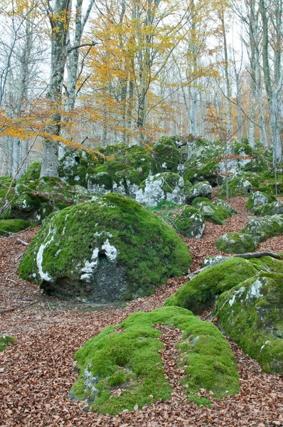 Forêt Hêtres Fagus Sylvatica Avec Roches Trachytiques Monte Amiata Toscane — Photo