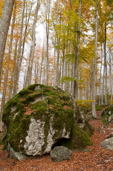 Bokskog Fagus Sylvatica Med Trakytbergarter Vid Monte Amiata Toscana Italien — Stockfoto