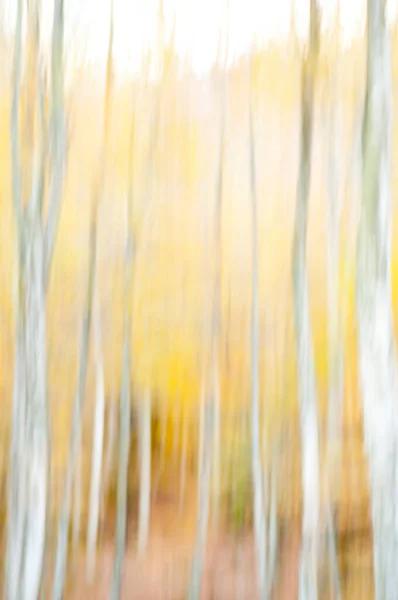 Monte Amiata, Tuscany, İtalya 'da Kayın Ormanı (Fagus sylvatica).