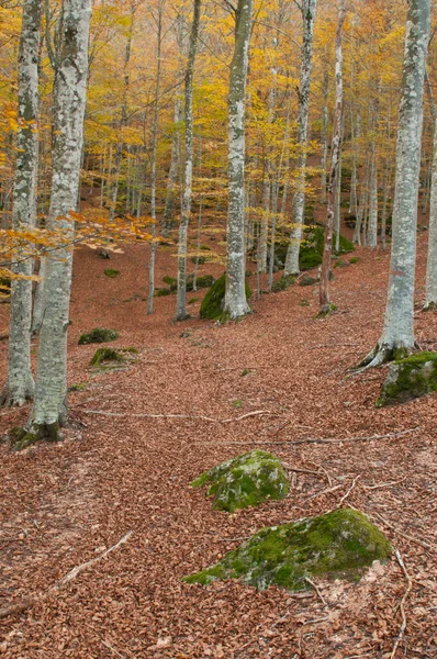 Las Bukowy Fagus Sylvatica Trachytowymi Skałami Monte Amiata Toskania Włochy — Zdjęcie stockowe