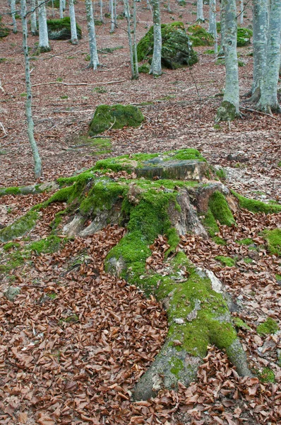 Beukenbos Fagus Sylvatica Met Trachyterotsen Bij Monte Amiata Toscane Italië — Stockfoto