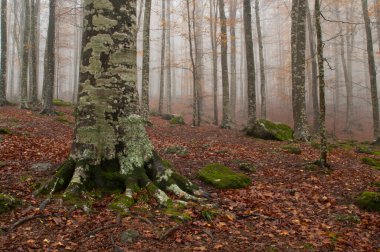Monte Amiata, Tuscany, İtalya 'da Trachyte kayaları ile Beech Ormanı (Fagus sylvatica).