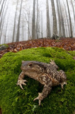 Monte Amiata, Tuscany, İtalya 'da bir kayın ormanında (Fagus sylvatica) yaygın kurbağa (Bufo bufo) bulunur.