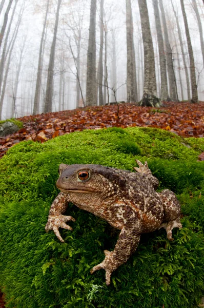 Monte Amiata, Tuscany, İtalya 'da bir kayın ormanında (Fagus sylvatica) yaygın kurbağa (Bufo bufo) bulunur.