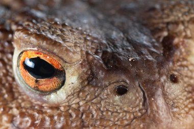 Sıradan kurbağa gözü (Bufo bufo), Toskana, İtalya.