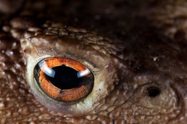 Sıradan kurbağa gözü (Bufo bufo), Toskana, İtalya.