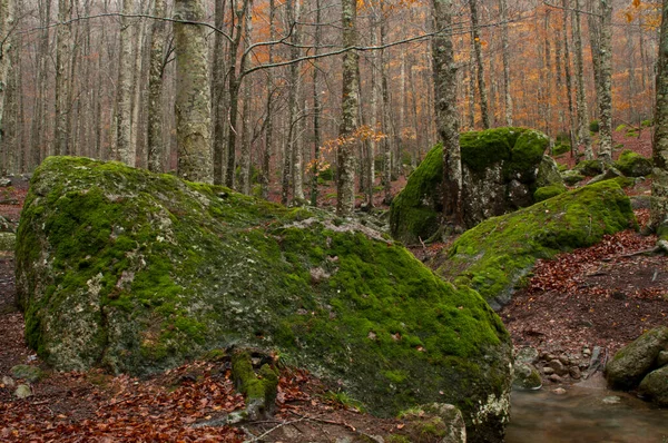 Bokskog Fagus Sylvatica Med Trakytbergarter Vid Monte Amiata Toscana Italien — Stockfoto