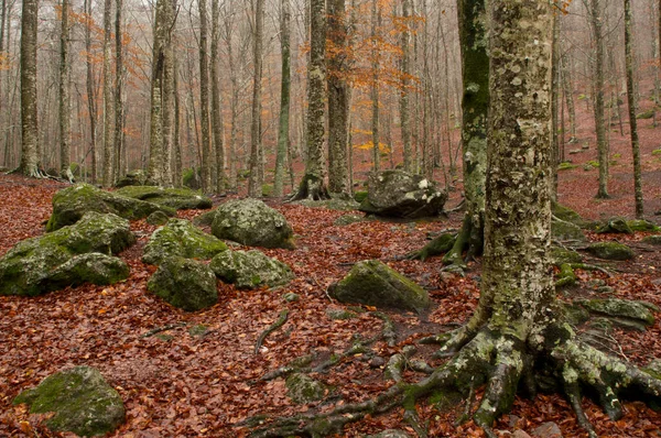 Beech Forest Fagus Sylvatica Trachyte Rocks Monte Amiata Tuscany Italy — Stock Photo, Image