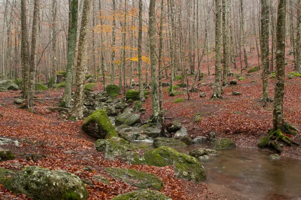 Bokskog Fagus Sylvatica Med Trakytbergarter Vid Monte Amiata Toscana Italien — Stockfoto