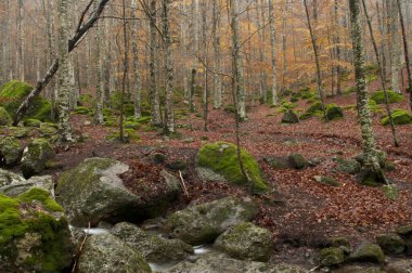 Monte Amiata, Tuscany, İtalya 'da Trachyte kayaları ile Beech Ormanı (Fagus sylvatica).