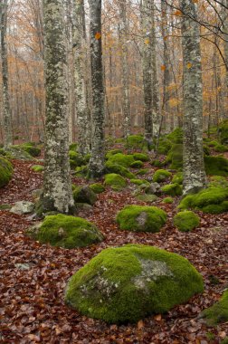 Monte Amiata, Tuscany, İtalya 'da Trachyte kayaları ile Beech Ormanı (Fagus sylvatica).
