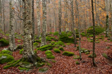 Monte Amiata, Tuscany, İtalya 'da Trachyte kayaları ile Beech Ormanı (Fagus sylvatica).