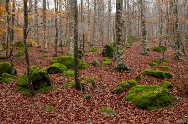 Monte Amiata, Tuscany, İtalya 'da Trachyte kayaları ile Beech Ormanı (Fagus sylvatica).