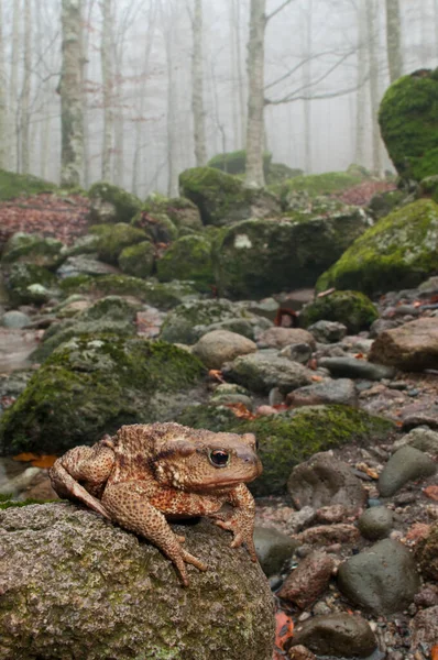 Yaygın kurbağa (Bufo bufo) habitatında, İtalya, Tuscany, Monte Amiata 'da bir kayın ormanı..