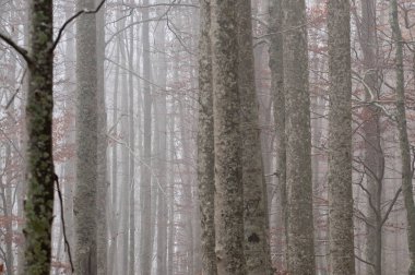 Monte Amiata, Tuscany, İtalya 'da Kayın Ormanı (Fagus sylvatica).
