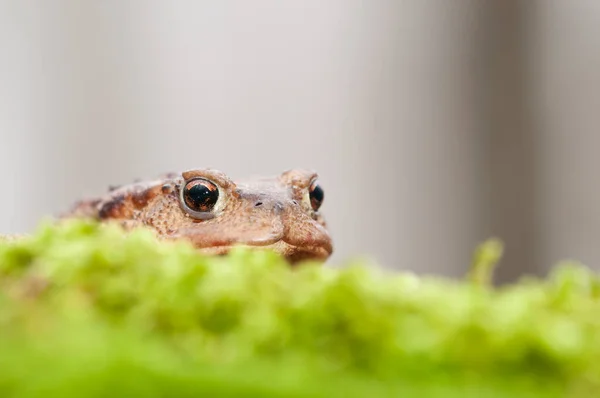 Yaygın kurbağa (Bufo bufo) portresi, Tuscany, İtalya.