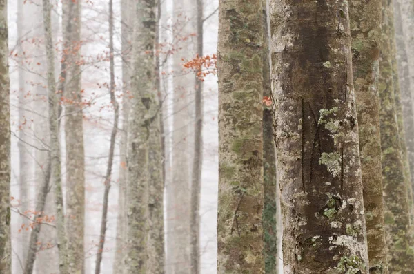 Monte Amiata, Tuscany, İtalya 'da Kayın Ormanı (Fagus sylvatica).