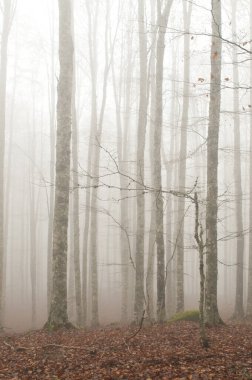 Monte Amiata, Tuscany, İtalya 'da Kayın Ormanı (Fagus sylvatica).