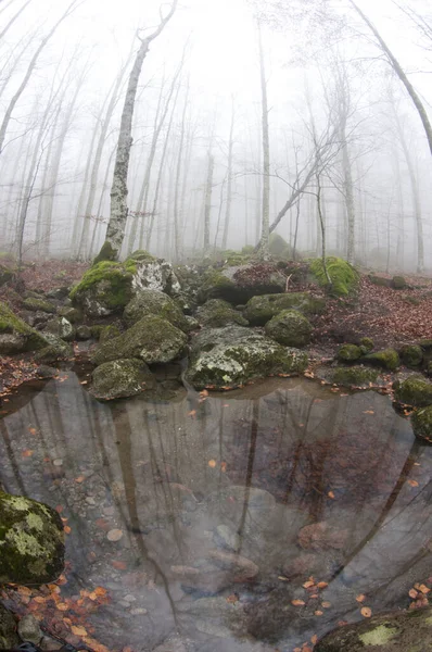 Monte Amiata, Tuscany, İtalya 'da Kayın Ormanı (Fagus sylvatica).