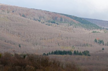 Monte Amiata Ormanı, Toskana, İtalya.