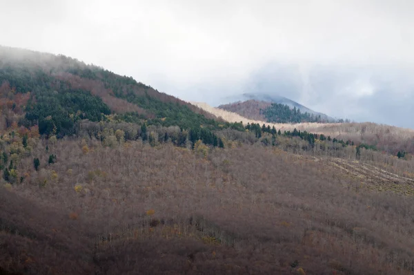 Monte Amiata Ormanı, Toskana, İtalya.