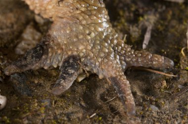 Yaygın kurbağa ayağı (Bufo bufo), İtalya.