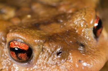 Ortak Kurbağa Portresi (Bufo bufo), Liguria, İtalya.