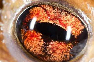 Ortak kurbağa gözü (Bufo bufo), İtalya.