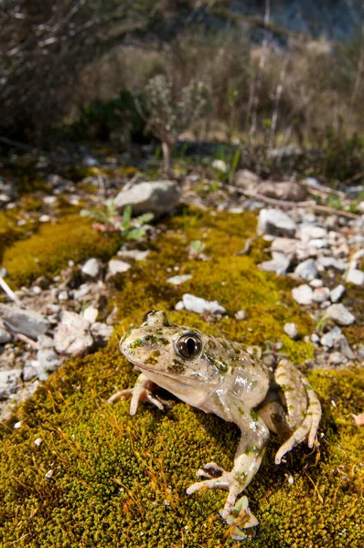 Maydanoz kurbağası (Pelodytes punctatus) kendi habitatında, Liguria, İtalya.