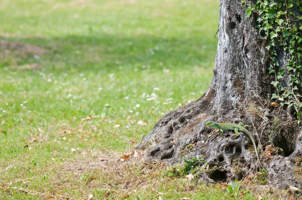Ocellated kertenkele (Timon lepidus) bir İtalyan golf sahasında, Liguria.