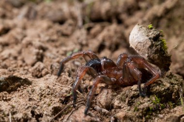 Trapdoor örümceği (Nemesia sp. ), İtalya.