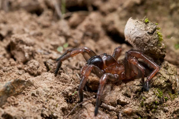 39 Trap Door Spider Stock Photos, High-Res Pictures, and Images