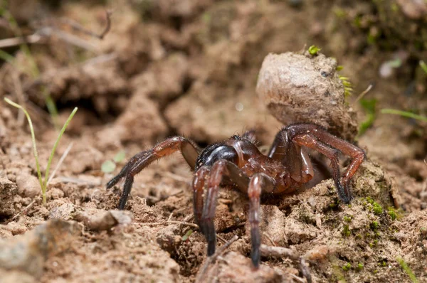 Aranha Alçapão Nemesia Itália — Fotografia de Stock