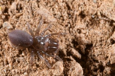 Çanta ağ örümceği (Atypus affinis), İtalya.