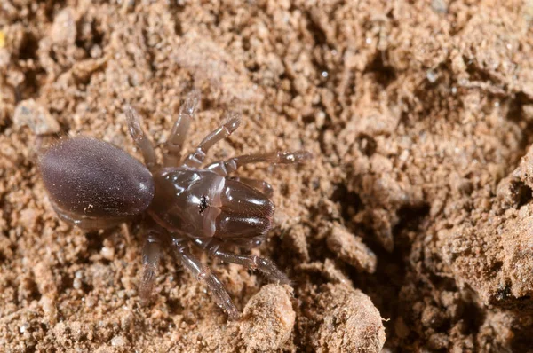 Çanta ağ örümceği (Atypus affinis), İtalya.