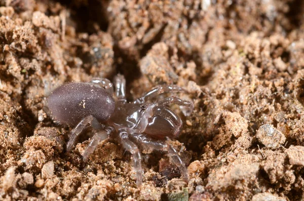 거미줄 Atypus Affinis 이탈리아 — 스톡 사진