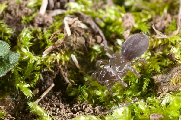 Pavouk Atypus Affinis Itálie — Stock fotografie