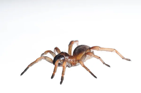 Araña Trampilla Nemesia Sobre Fondo Blanco Italia — Foto de Stock