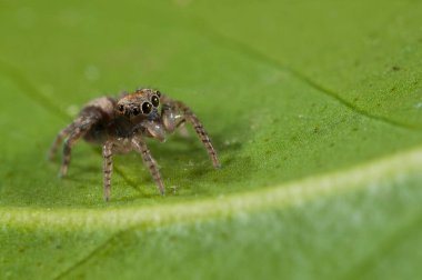 Zıplayan bir örümcek (Pseudeuophrys sp. ), Liguria, İtalya.