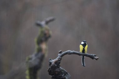 Great tit (Parus major). Locality: Arquata scrivia, Italy.