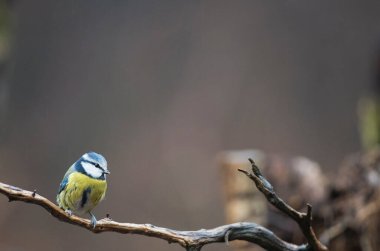 Eurasian blue tit (Cyanistes caeruleus). Locality: Arquata scrivia, Italy.