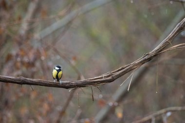 Great tit (Parus major). Locality: Arquata scrivia, Italy.