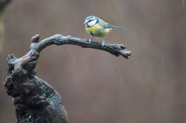 Eurasian blue tit (Cyanistes caeruleus). Locality: Arquata scrivia, Italy.